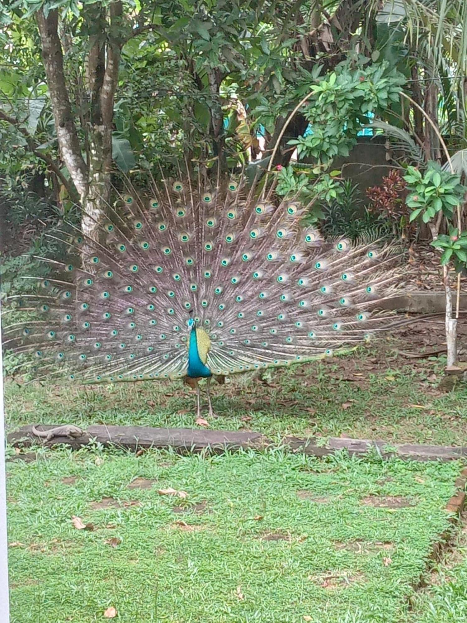 Bird Villa Galle Exterior photo